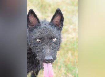 Oliver - lustiger, verspielter, freundlicher, verschmuster Rüde