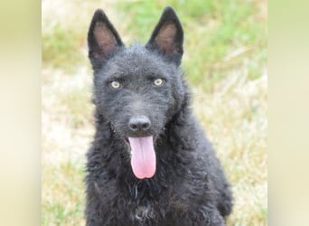 Oliver - lustiger, verspielter, freundlicher, verschmuster Rüde