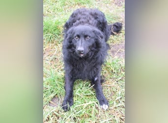 Gunnar - sehr netter Rüde, der es genießt gestreichelt zu werden