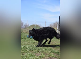 Gunnar - sehr netter Rüde, der es genießt gestreichelt zu werden