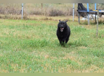 Oliver - lustiger, verspielter, freundlicher, verschmuster Rüde