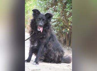 Gunnar - sehr netter Rüde, der es genießt gestreichelt zu werden