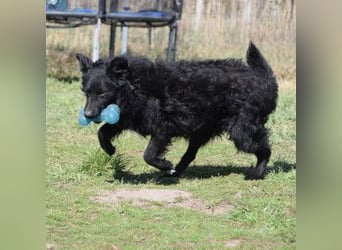 Gunnar - sehr netter Rüde, der es genießt gestreichelt zu werden