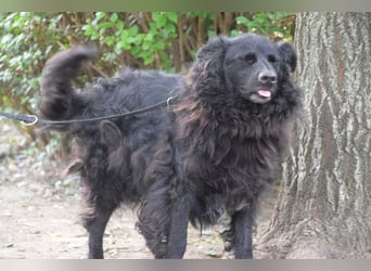 Gunnar - sehr netter Rüde, der es genießt gestreichelt zu werden