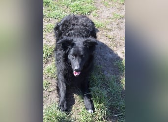 Gunnar - sehr netter Rüde, der es genießt gestreichelt zu werden