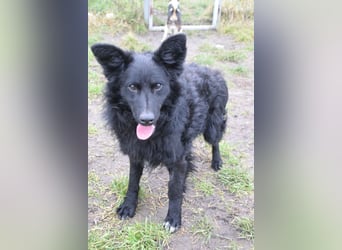 Gunnar - sehr netter Rüde, der es genießt gestreichelt zu werden