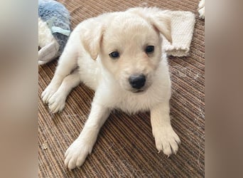 5 kleine Zwerge auf der Suche - 9 Wochen, spät. 40/45cm - Mischlinge