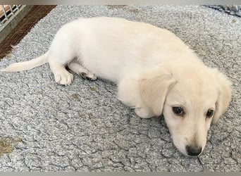 5 kleine Zwerge auf der Suche - 9 Wochen, spät. 40/45cm - Mischlinge