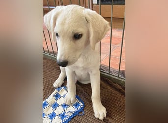 kleiner Zwerg LUCKY auf der Suche - 12 Wochen, spät. 40/45cm - Mischlinge