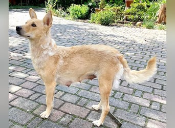 5 kleine Zwerge auf der Suche - 9 Wochen, spät. 40/45cm - Mischlinge