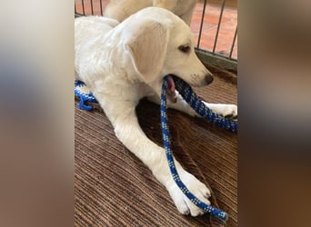 kleiner Zwerg LUCKY auf der Suche - 12 Wochen, spät. 40/45cm - Mischlinge