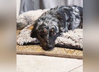 Cryp Aktiver, intelligenter freundlicher Mudi-Mix sucht seine Menschen