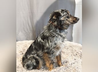 Cryp Aktiver, intelligenter freundlicher Mudi-Mix sucht seine Menschen