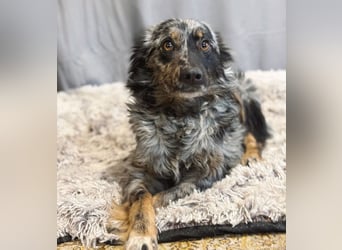 Cryp Aktiver, intelligenter freundlicher Mudi-Mix sucht seine Menschen