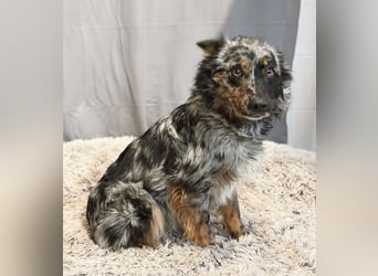 Cryp Aktiver, intelligenter freundlicher Mudi-Mix sucht seine Menschen