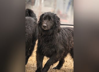 Flipper VA – Sanfter Mudi-Mix sucht zweite Chance