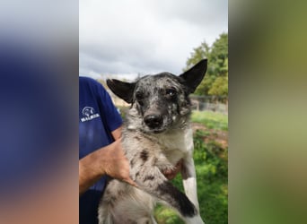 Scotty VA– Hund mit besonderer Vergangenheit sucht fröhliche Zukunft