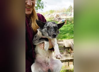 Scotty VA– Hund mit besonderer Vergangenheit sucht fröhliche Zukunft