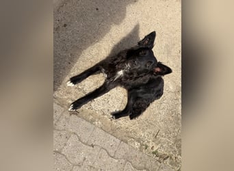 Szerafina Si - sanfte Mudi-Mix-Hündin sucht ein Zuhause