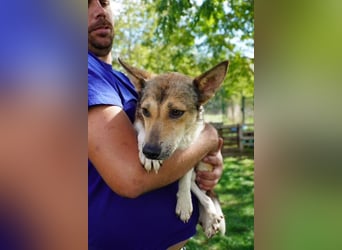 Simon VA– hübscher Rüde sucht nette Familie