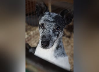 Susy VA- möchte endlich auch ein schönes Zuhause