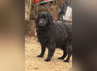 Flipper VA – Sanfter Mudi-Mix sucht zweite Chance