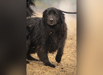 Flipper VA – Sanfter Mudi-Mix sucht zweite Chance