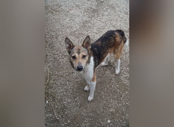 Simon VA– hübscher Rüde sucht nette Familie