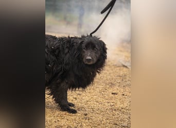 Flipper VA – Sanfter Mudi-Mix sucht zweite Chance