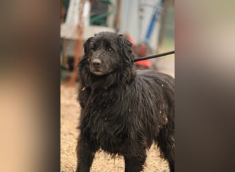 Flipper VA – Sanfter Mudi-Mix sucht zweite Chance
