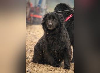 Flipper VA – Sanfter Mudi-Mix sucht zweite Chance