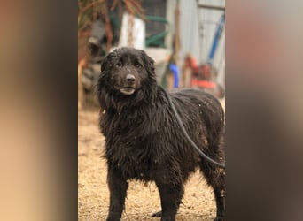 Flipper VA – Sanfter Mudi-Mix sucht zweite Chance