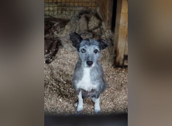 Sissy VA- möchte endlich auch ein schönes Zuhause