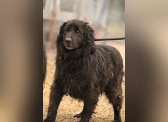 Flipper VA – Sanfter Mudi-Mix sucht zweite Chance