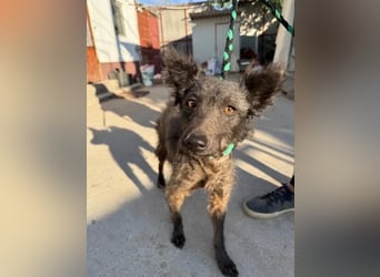 Zelmira KK – sucht geduldige, liebe Menschen