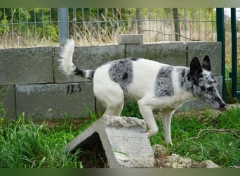 Susy VA- möchte endlich auch ein schönes Zuhause