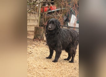 Flipper VA – Sanfter Mudi-Mix sucht zweite Chance