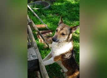 Simon VA– hübscher Rüde sucht nette Familie