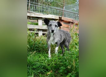 Sissy VA- möchte endlich auch ein schönes Zuhause