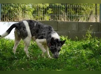 Sajo VA- möchte endlich auch ein schönes Zuhause