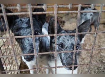 Scotty VA– Hund mit besonderer Vergangenheit sucht fröhliche Zukunft