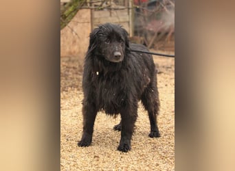 Flipper VA – Sanfter Mudi-Mix sucht zweite Chance