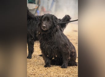 Flipper VA – Sanfter Mudi-Mix sucht zweite Chance