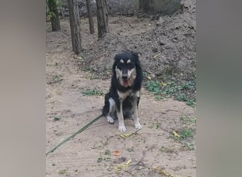 Arthur, geb. 10.03.2024, 48 cm, sucht nach seinen Menschen