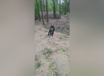 Arthur, geb. 10.03.2024, 48 cm, sucht nach seinen Menschen