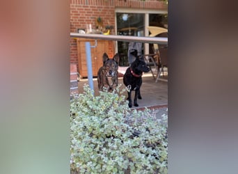 Negro, geb. 01.05.2021, 52 cm, möchte von seinen Menschen entdeckt werden (Pflegestelle Deutschland)