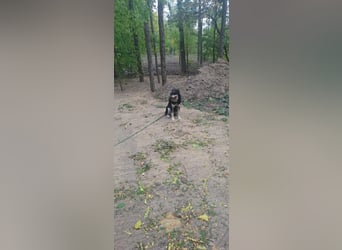 Arthur, geb. 10.03.2024, 48 cm, sucht nach seinen Menschen