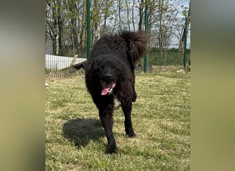 Abel, geb. 01.05.2023, 48 cm, sucht seine aktive Familie