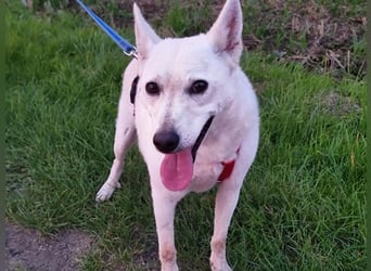 Kokusz, geb. 01.05.2021, 49 cm, wartet auf schon so lange auf ihr Glück (Pflegestelle Deutschland)