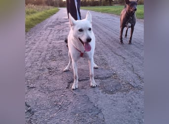 Kokusz, geb. 01.05.2021, 49 cm, wartet auf schon so lange auf ihr Glück (Pflegestelle Deutschland)